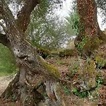 度假居 Casa Janelinhas - Near Sintra, Mafra, Ericeira *