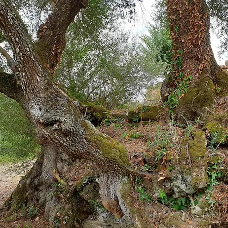 بيت للعطل Casa Janelinhas - Near Sintra, Mafra, Ericeira *